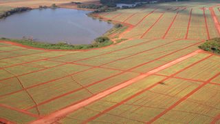 An aerial view of pineapples growing on Del Monte Kenya Limited farm in Kiambu county