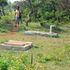 Mamboleo cemetery in Kisumu