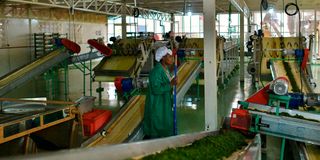 orthodox tea processing plant