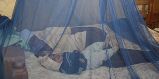 Mosquito Nets