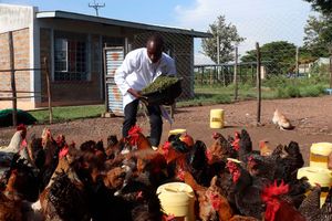 Poultry farmer