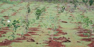 Tree Planting Kaptagat Forest