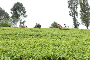 Tea farmers