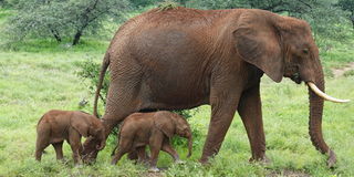 Mother elephant