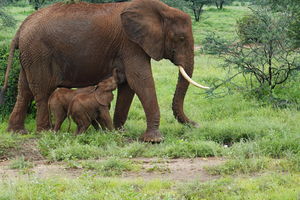 Mother elephant