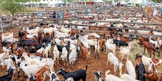 Kimalel Goat Auction