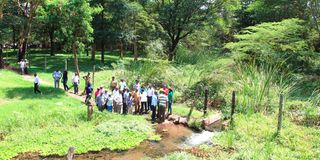 Kiboko wetland