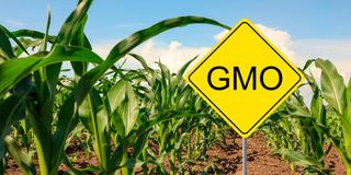 GMO maize 