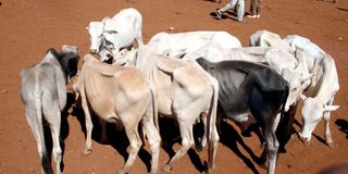 Cow market