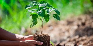 Tree planting 