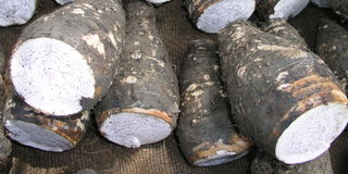 Cassava