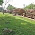 Tractors line up to offload sugar cane at the Chemelil Sugar Factory