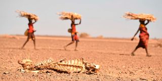 Women carrying firewood walk past a carcass of a cow in drought hit Loiyangalani in Marsabit, Northern Kenya