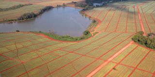 Pineapples growing on Del Monte Kenya Limited farm 