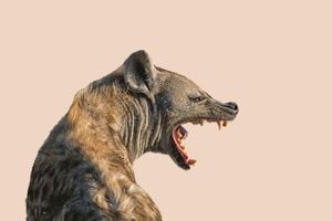 Hyena