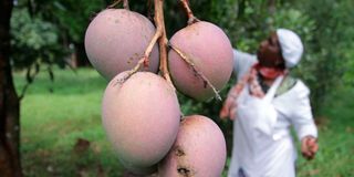 Mangoes 