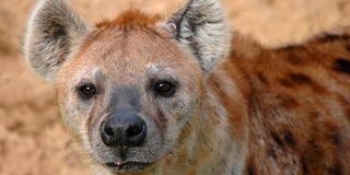 Hyena