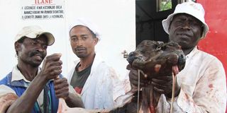 calf born with two heads