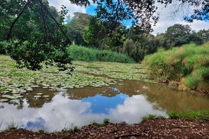 Ngong Road Forest Sanctuary