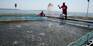 Fish farming
