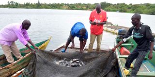 Fish farming
