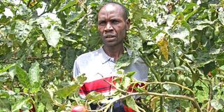 Tree tomato