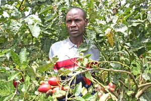 Tree tomato