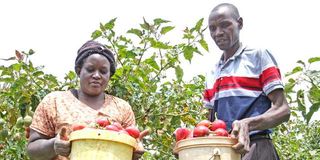 Tree tomato 