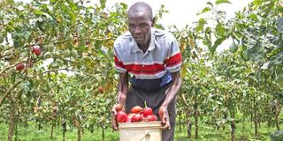 tree-tomato 