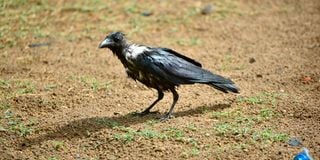 Indian house crow