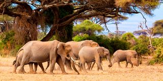 Amboseli National Park