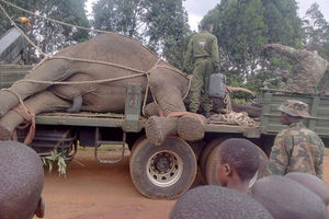 Elephant