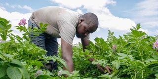 Potato farmer