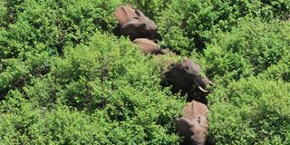 Elephants in the Imenti Forest in Meru