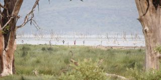 Illegal fishing Nakuru