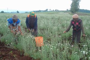 Workers harvest pyrethrum at the Kenya Agricultural and Livestock Research Organization (Kalro) in Molo, Nakuru County