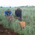 Workers harvest pyrethrum at the Kenya Agricultural and Livestock Research Organization (Kalro) in Molo, Nakuru County