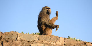 Baboon 