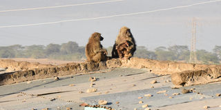 baboons 
