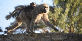 Baboon