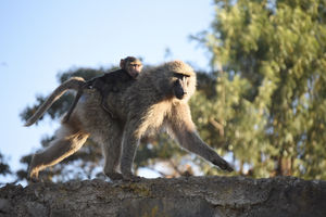 Baboon