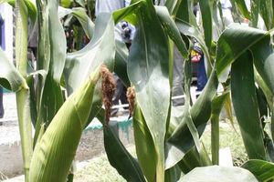 Maize farm