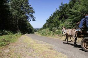 Aberdare forest 