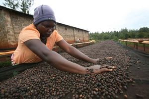 Coffee farmer