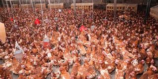 Layers at Dheiton Farm