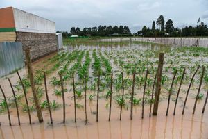 flooded farm 