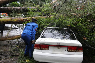 Uprooted trees