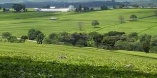 Chagaik tea estate 