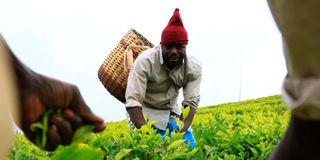 A farmer plucking tea