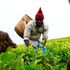 A farmer plucking tea